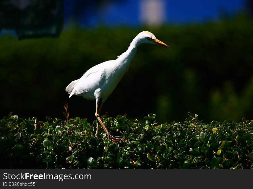 Walking Bird