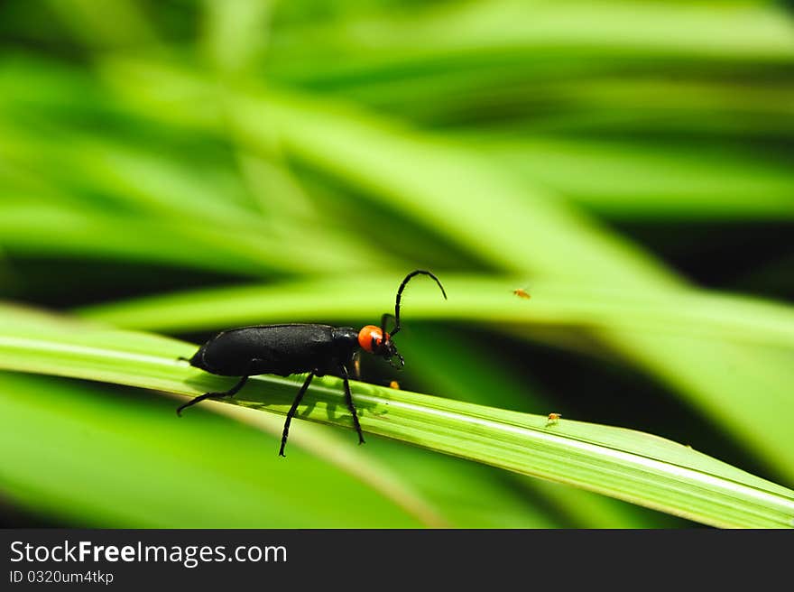 Isolated leptura beetle