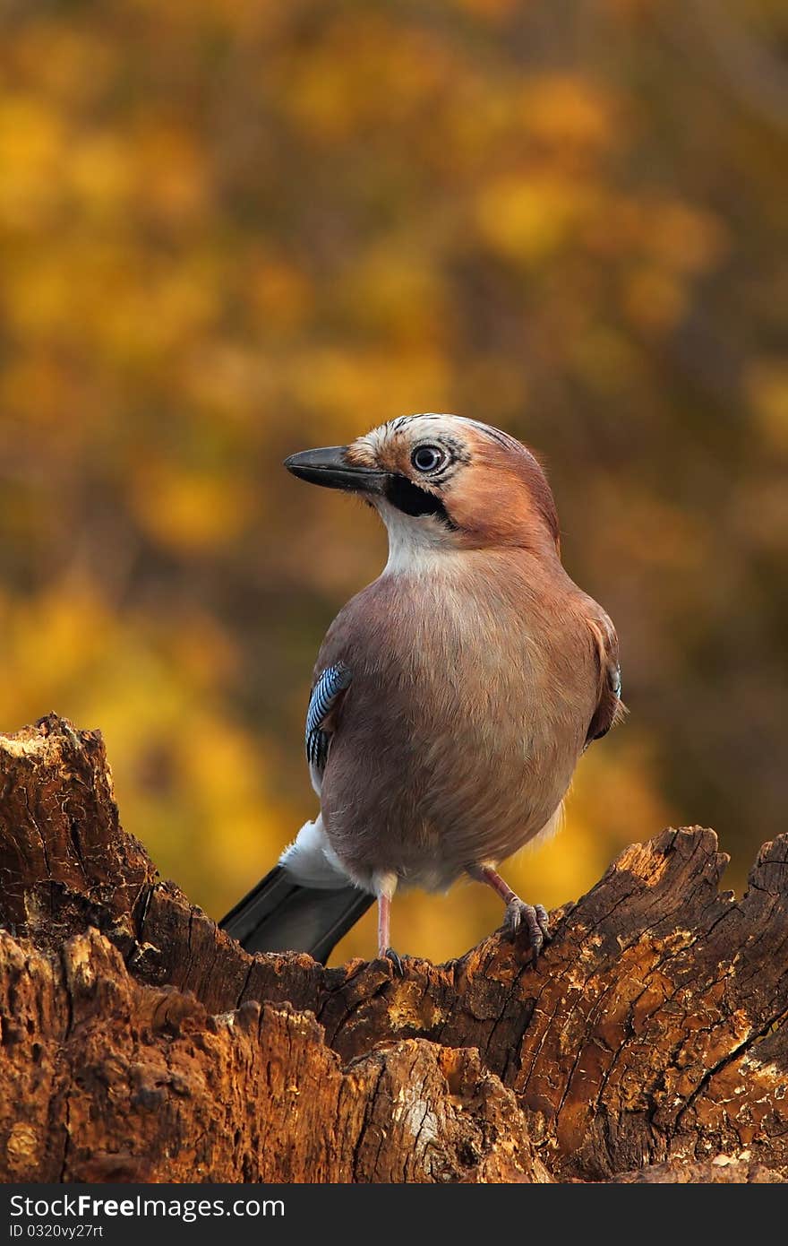 Eurasian jay (Garrulus glandarius) on a rotten log. Eurasian jay (Garrulus glandarius) on a rotten log