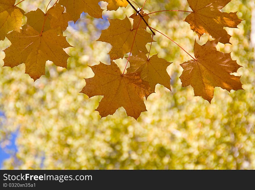 Autumn leaves against a background of blurry green trees. Autumn leaves against a background of blurry green trees