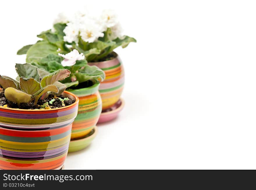 Potted violets in a row. Isolated on white background