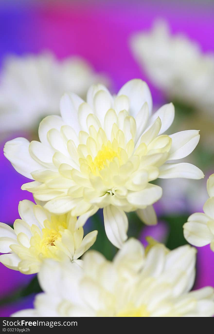 White chrysanthemum