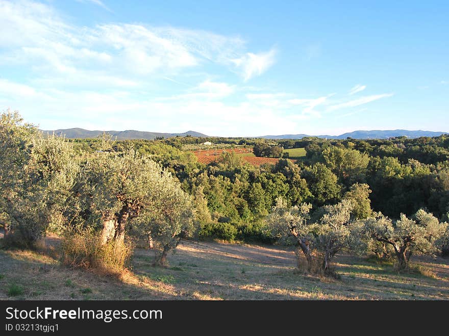 Olive grove in Toscana