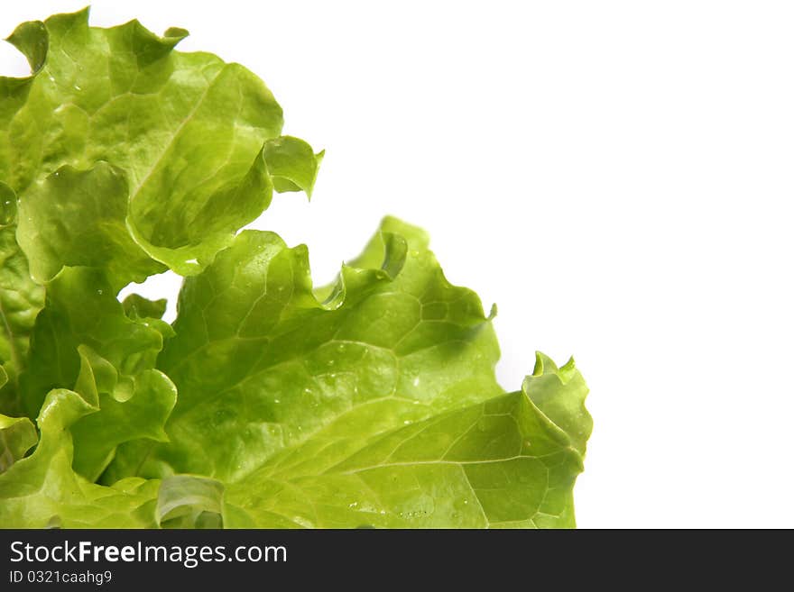 Fresh Salad Lettuce