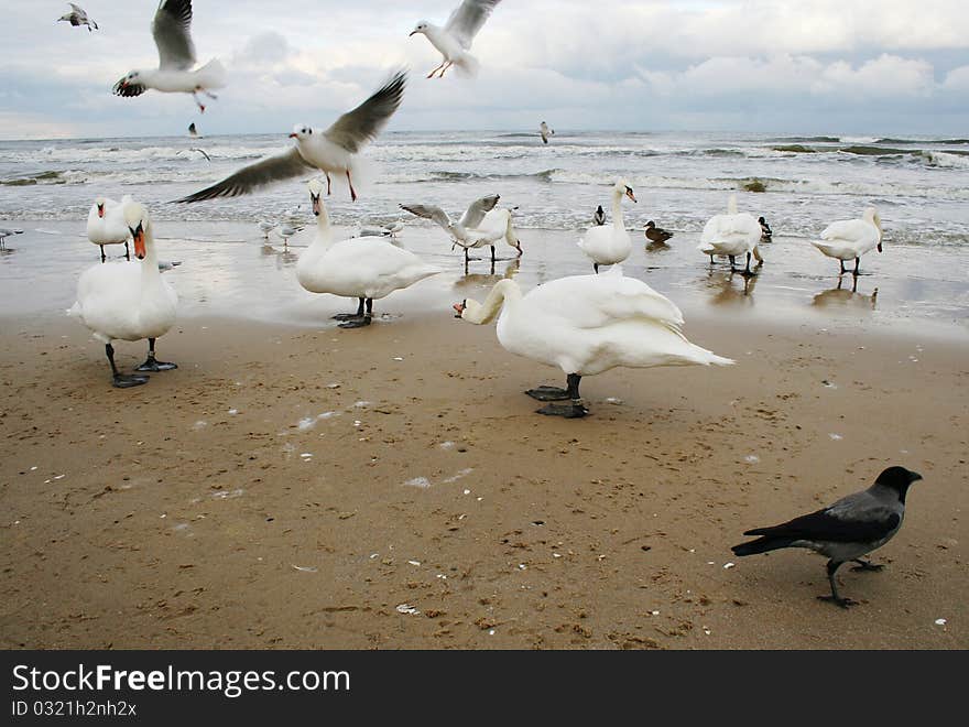 Various birds at the seaside during winter. Various birds at the seaside during winter.