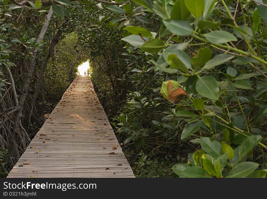 Wood bridge in mangrove forest