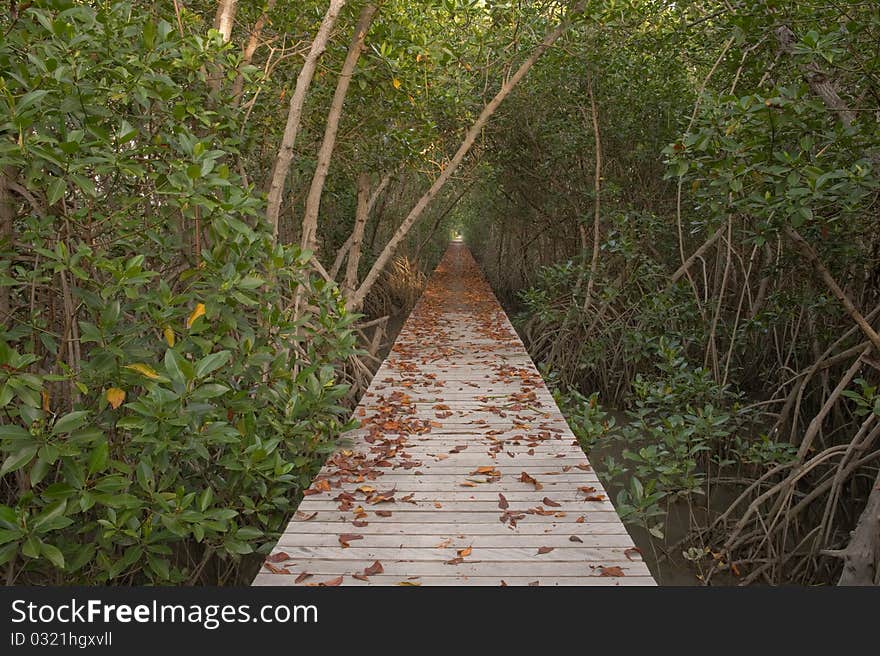 Wood bridge in mangrove forest