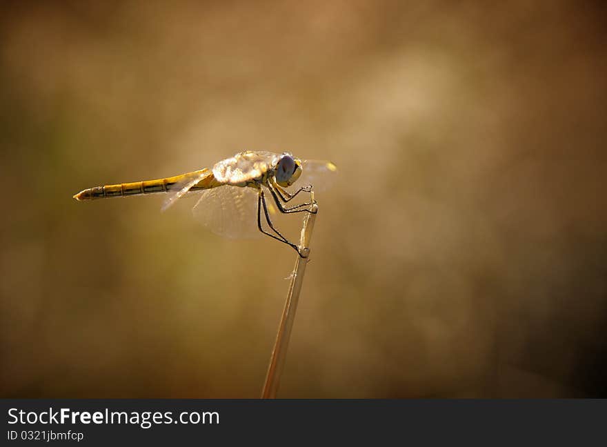 Dragonfly