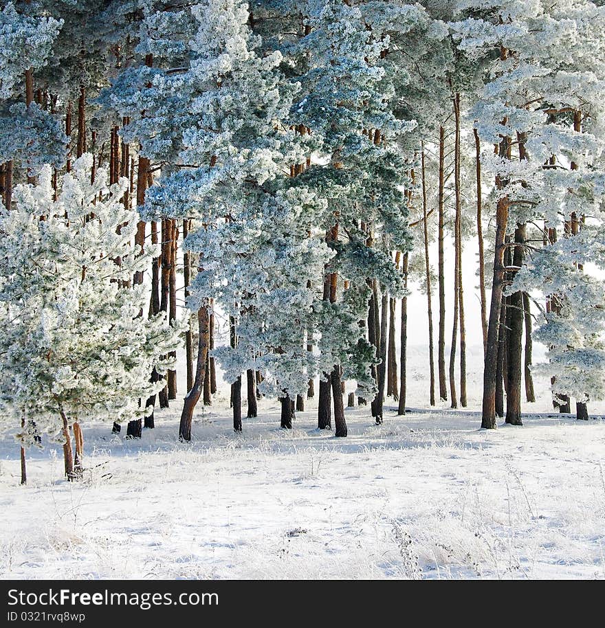 Winter landscape on a frosty sunny day - hoarfrost, snow and frozen pine.