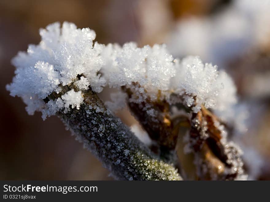 Frozen twigs