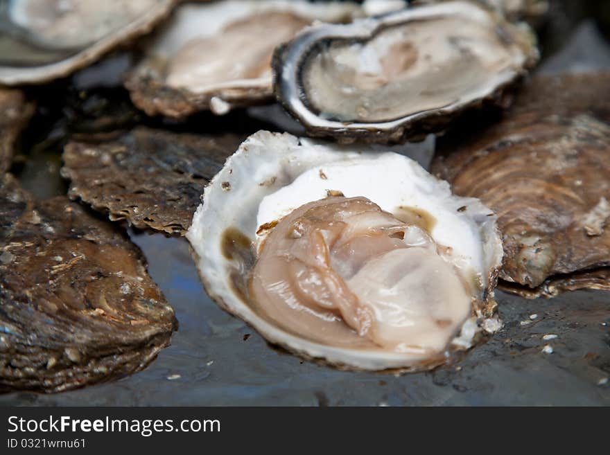 Fresh oysters are laid out on the ice. Fresh oysters are laid out on the ice.