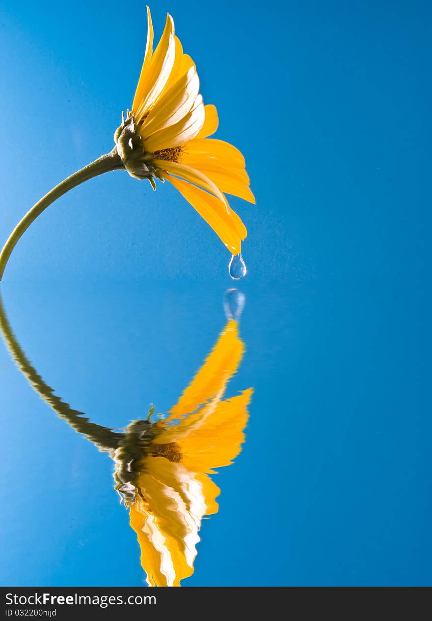 Water drop on flower with refection