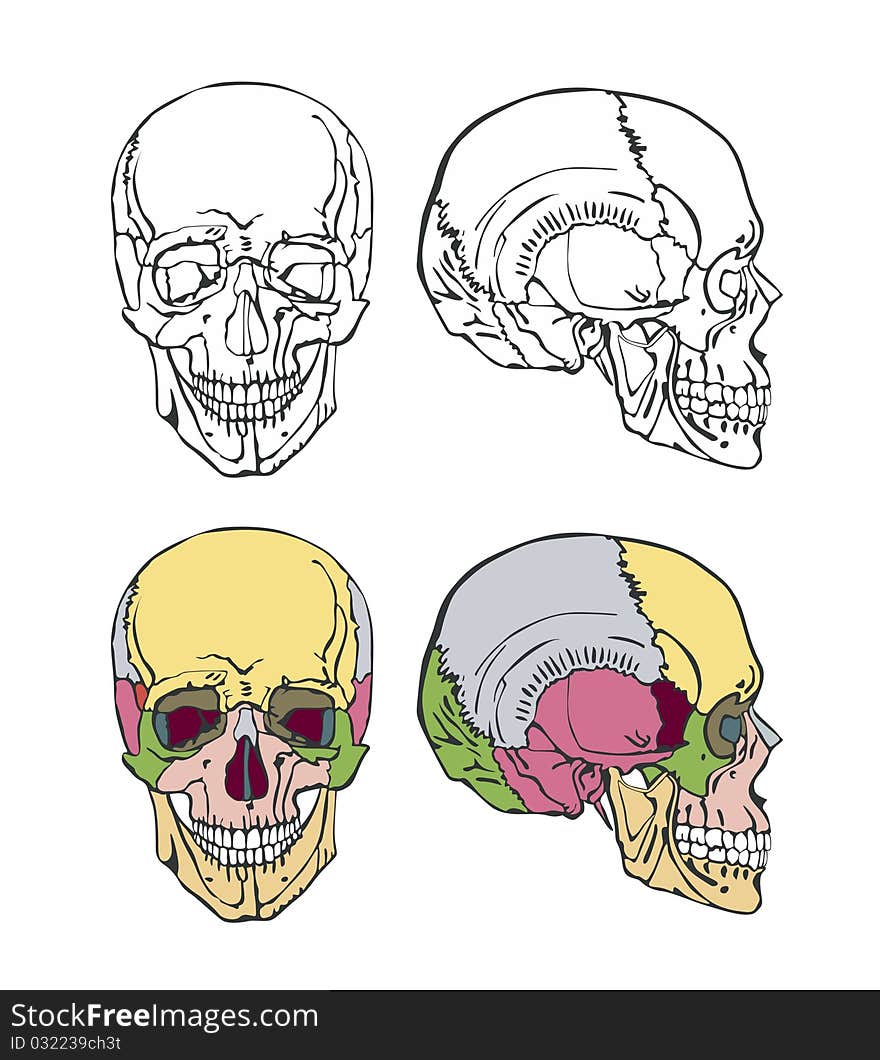 Beautiful illustration of the skull on a white background