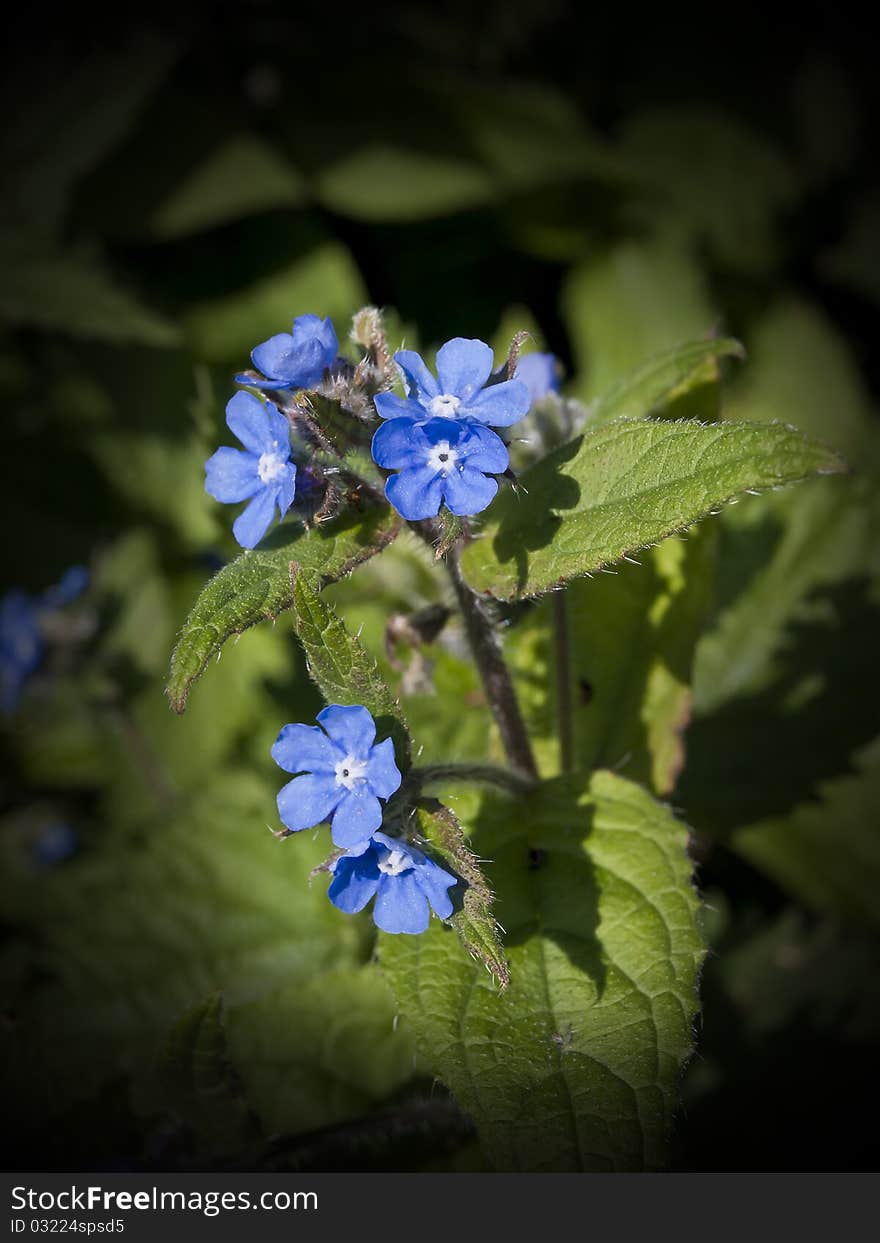 The lovely deep blue flowers of the Green Alkanet plant. The lovely deep blue flowers of the Green Alkanet plant