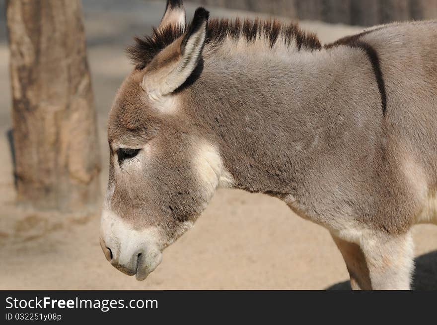 A donkey with an unhappy face photo taken: nov 2010. A donkey with an unhappy face photo taken: nov 2010