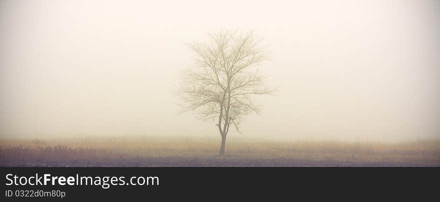 The only tree of the field in the fog in the morning. The only tree of the field in the fog in the morning