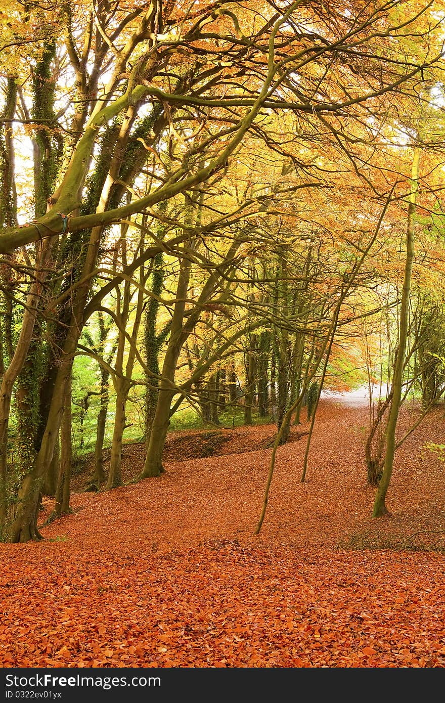 Autumn Forest Pathway.