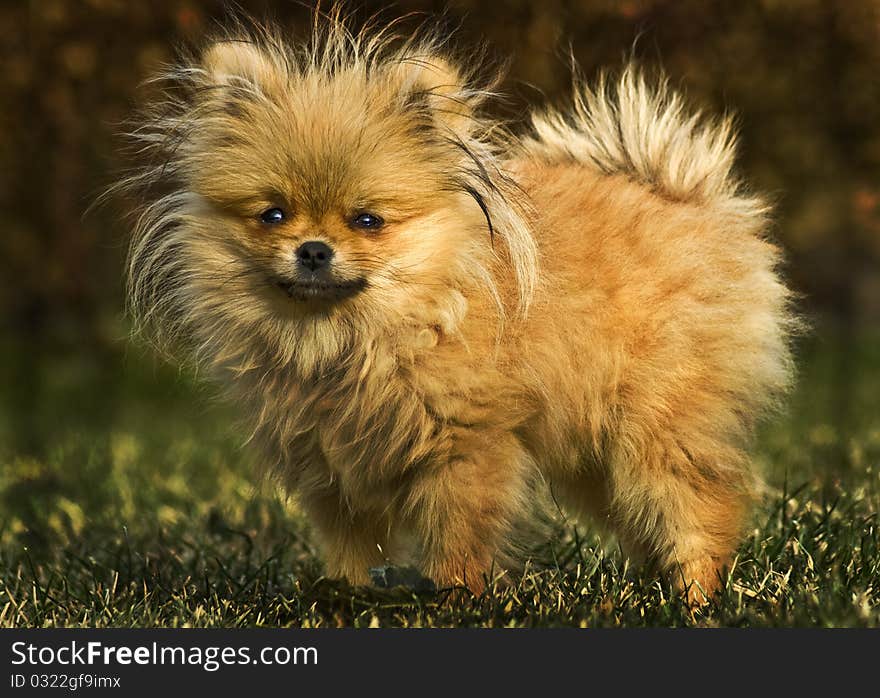 Photo of Pomeranian puppy 1 year old. Photo of Pomeranian puppy 1 year old