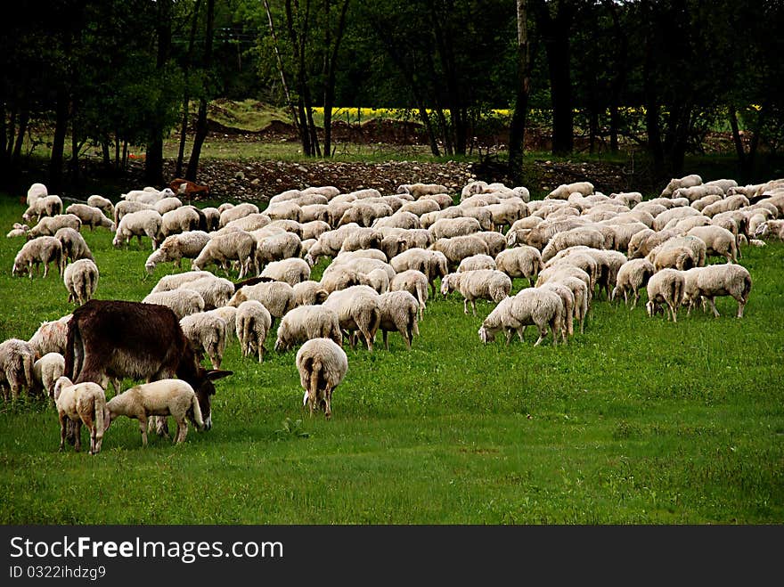 Donkey and sheep grazing during a cloudy day