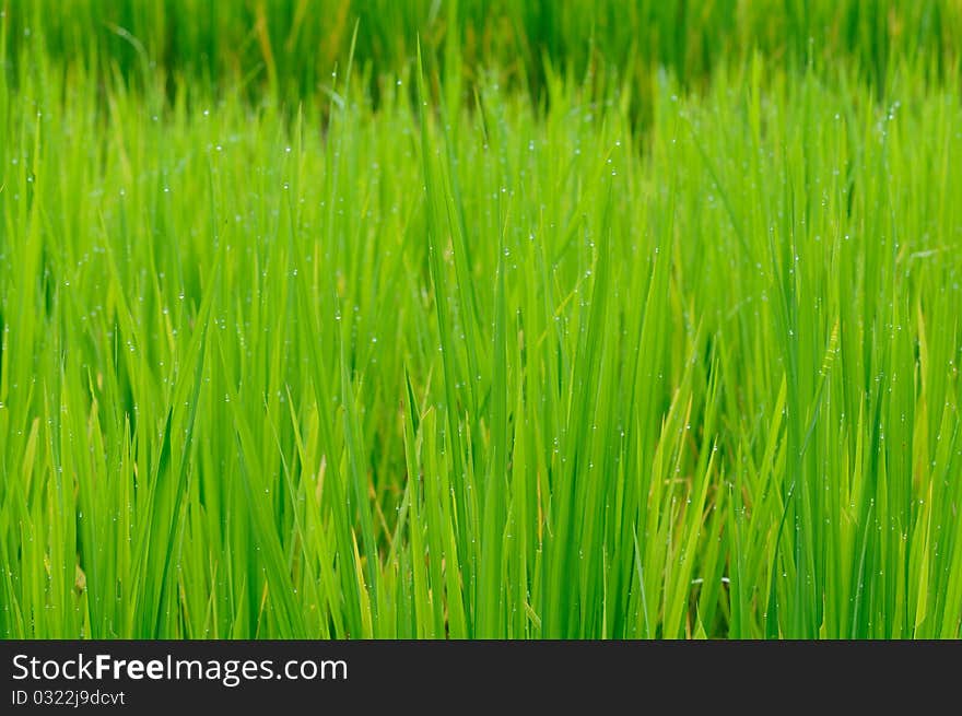 Rice Paddy After Rain.