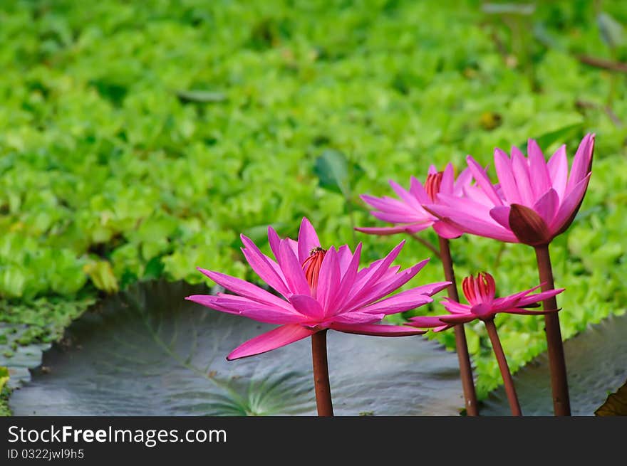 Pink water lily in pond