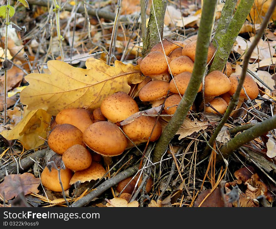 Wild edible mushrooms Armillariella mellea on the nature. Wild edible mushrooms Armillariella mellea on the nature