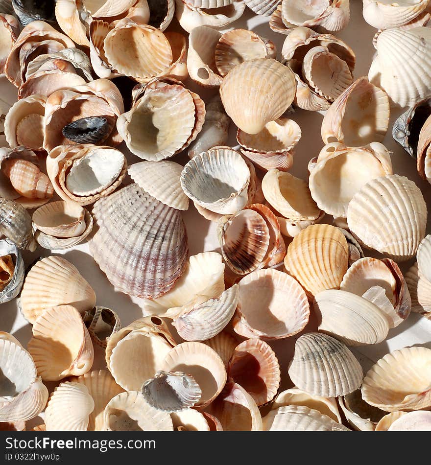 Seashell background