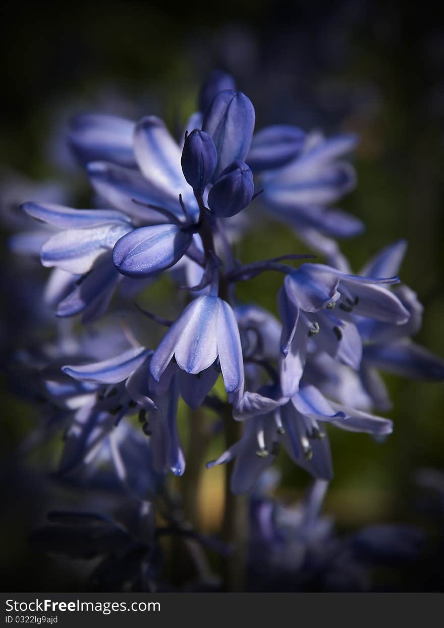 Bright Blue Bluebells