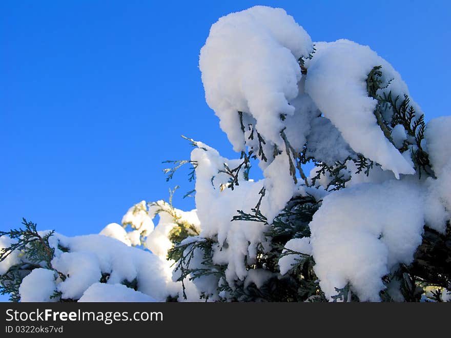 Snow covered tree