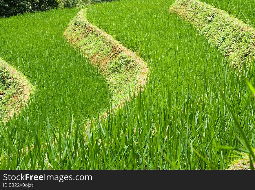 Rice Terrace