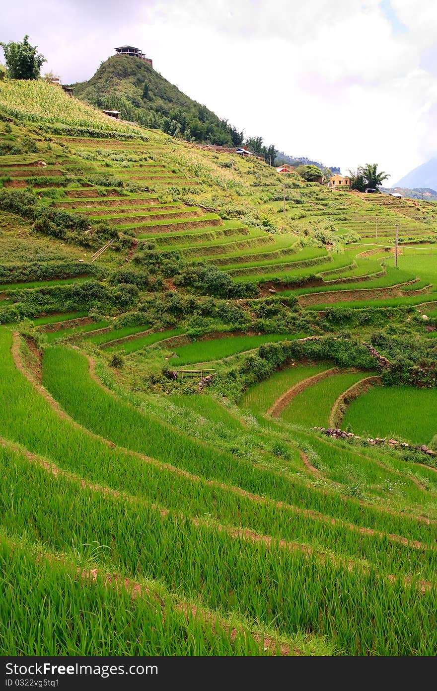 Rice Terrace