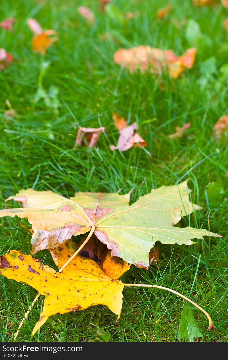 The autumn yellow leaves on green background. The autumn yellow leaves on green background