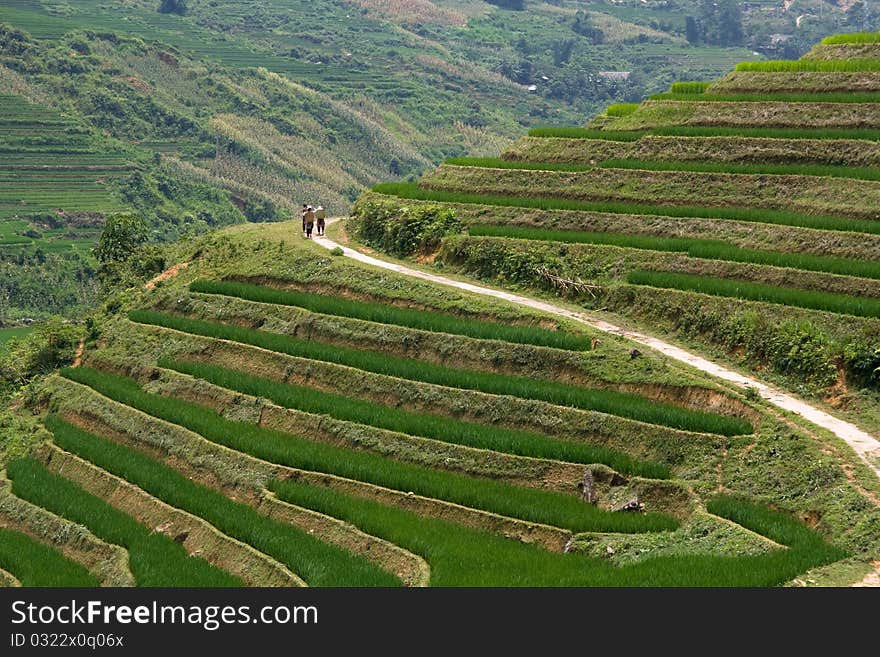 Traditional hill tribe farmers trek Sapa highland rice terraces. Traditional hill tribe farmers trek Sapa highland rice terraces