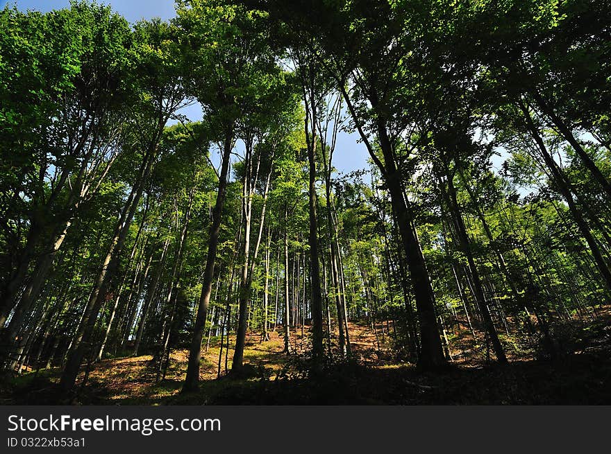 Mountain Green Forest in Romania. Mountain Green Forest in Romania