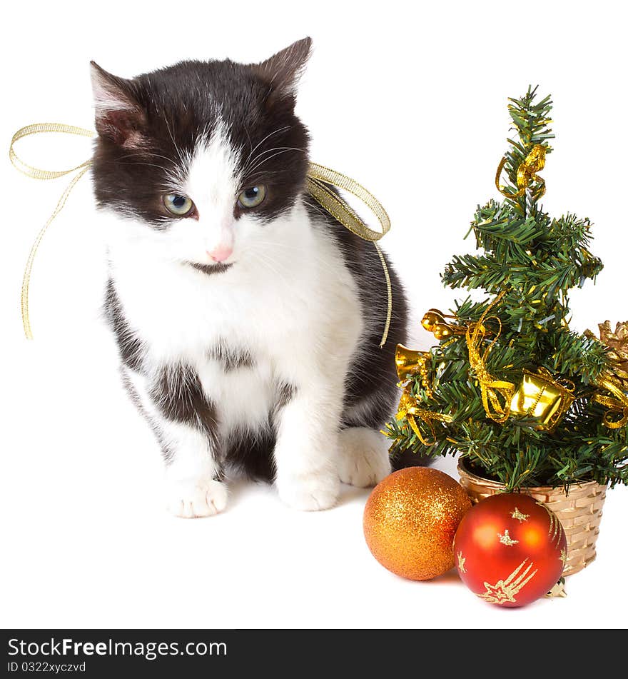 Close-up cat and christmas decorations, isolated on white