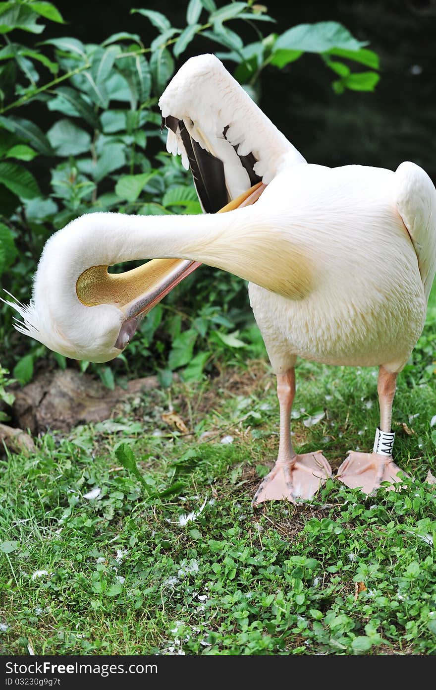 Pelican  At  Zoo