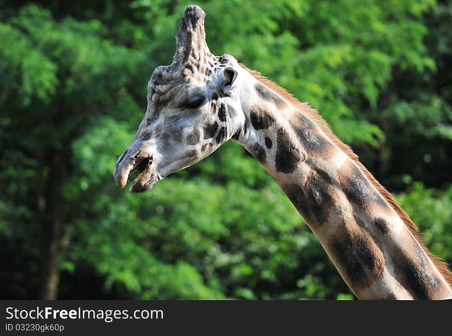 Head and neck  of giraffe at  zoo. summer season.