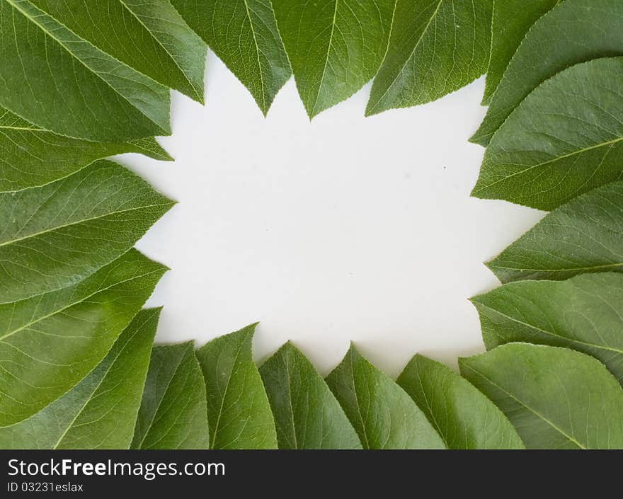 Fresh green foliage on white background