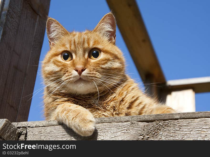 The red-haired basking in the sun