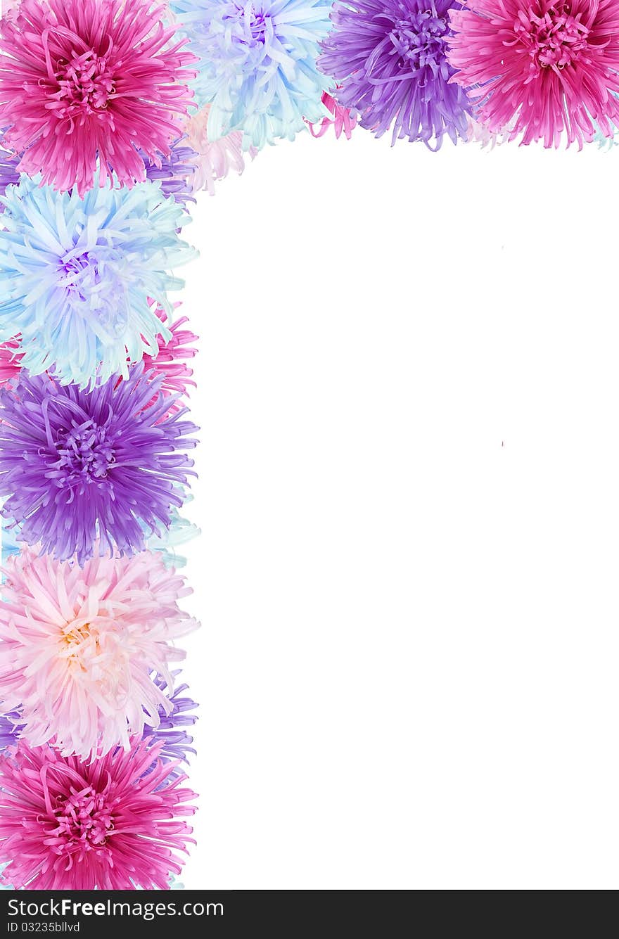 Frame from aster flowers