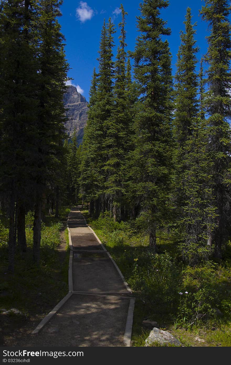 Hiking Trail on the side of a Mountain