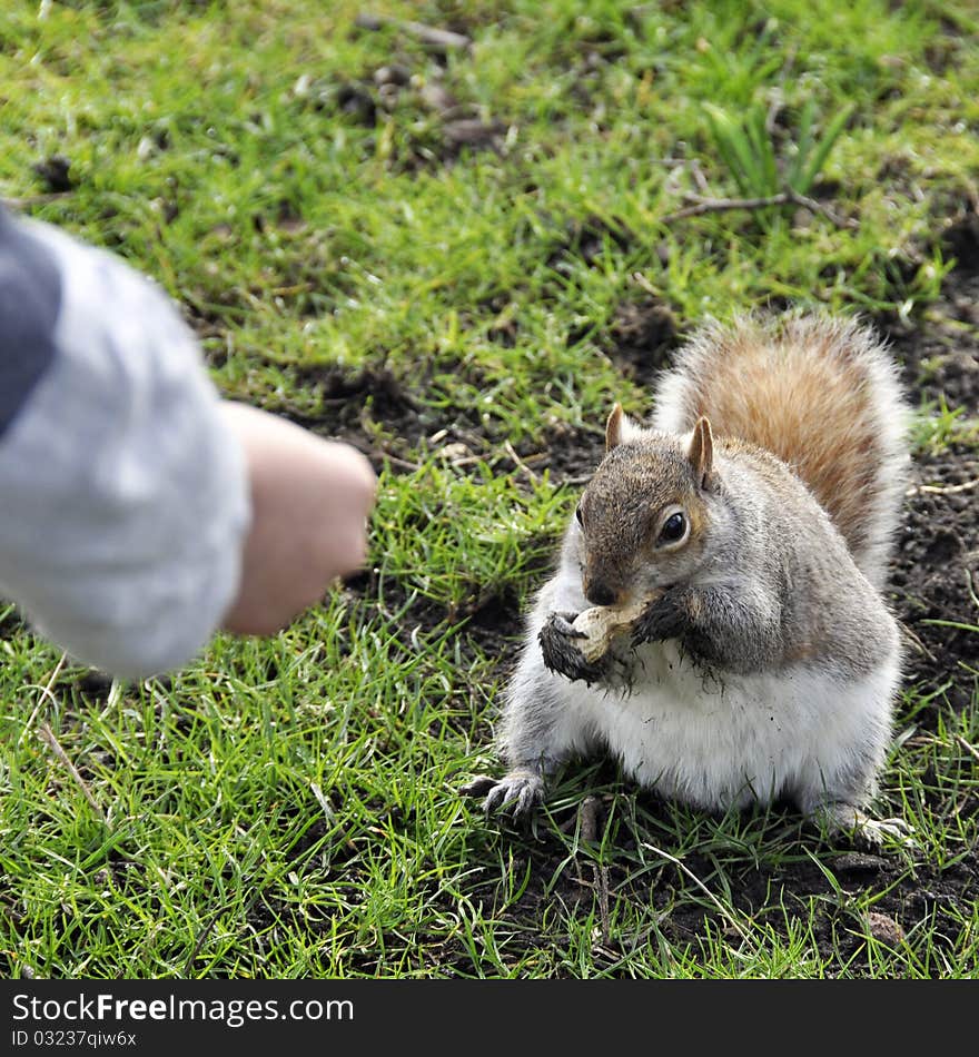 Squirral in park