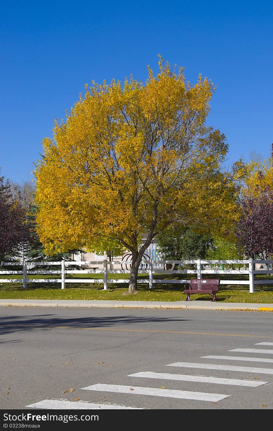 Park Bench on a country road in Autumn