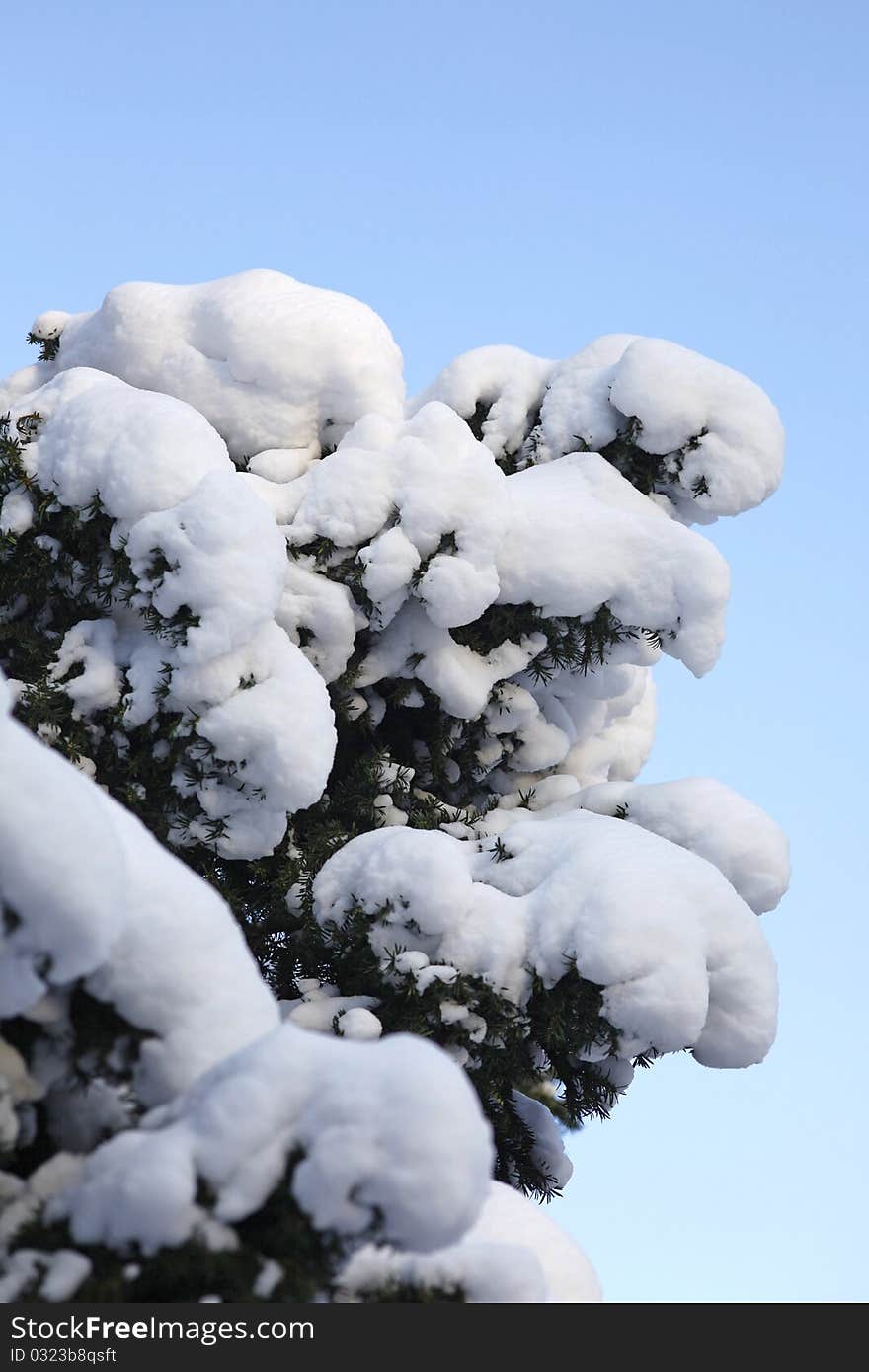 Beautiful plants in the wintertime