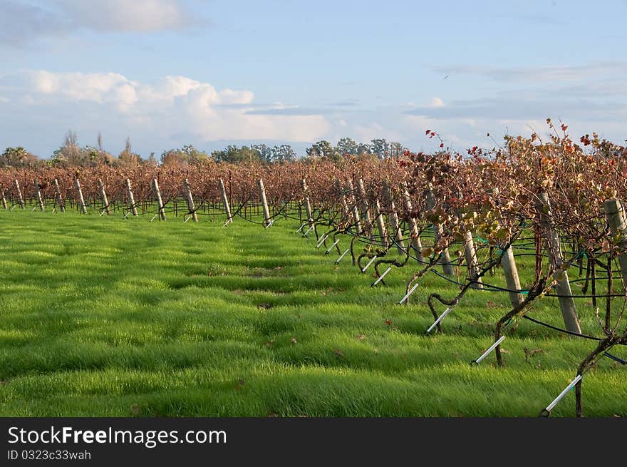 Vineyard s Edge