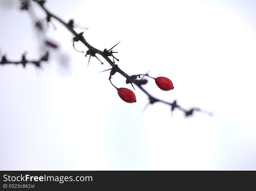 Beautiful plants in the wintertime