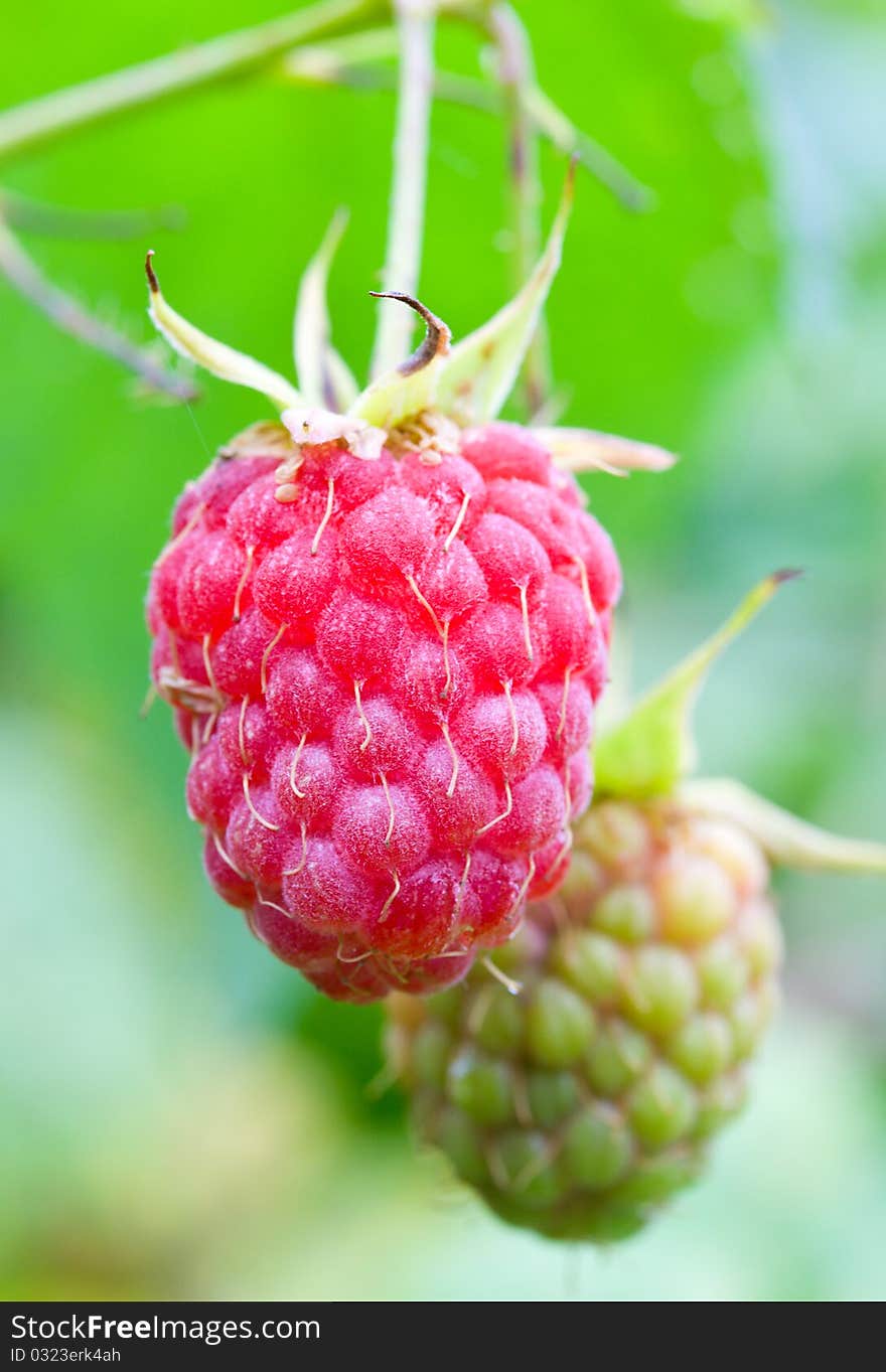 Ripe Raspberry