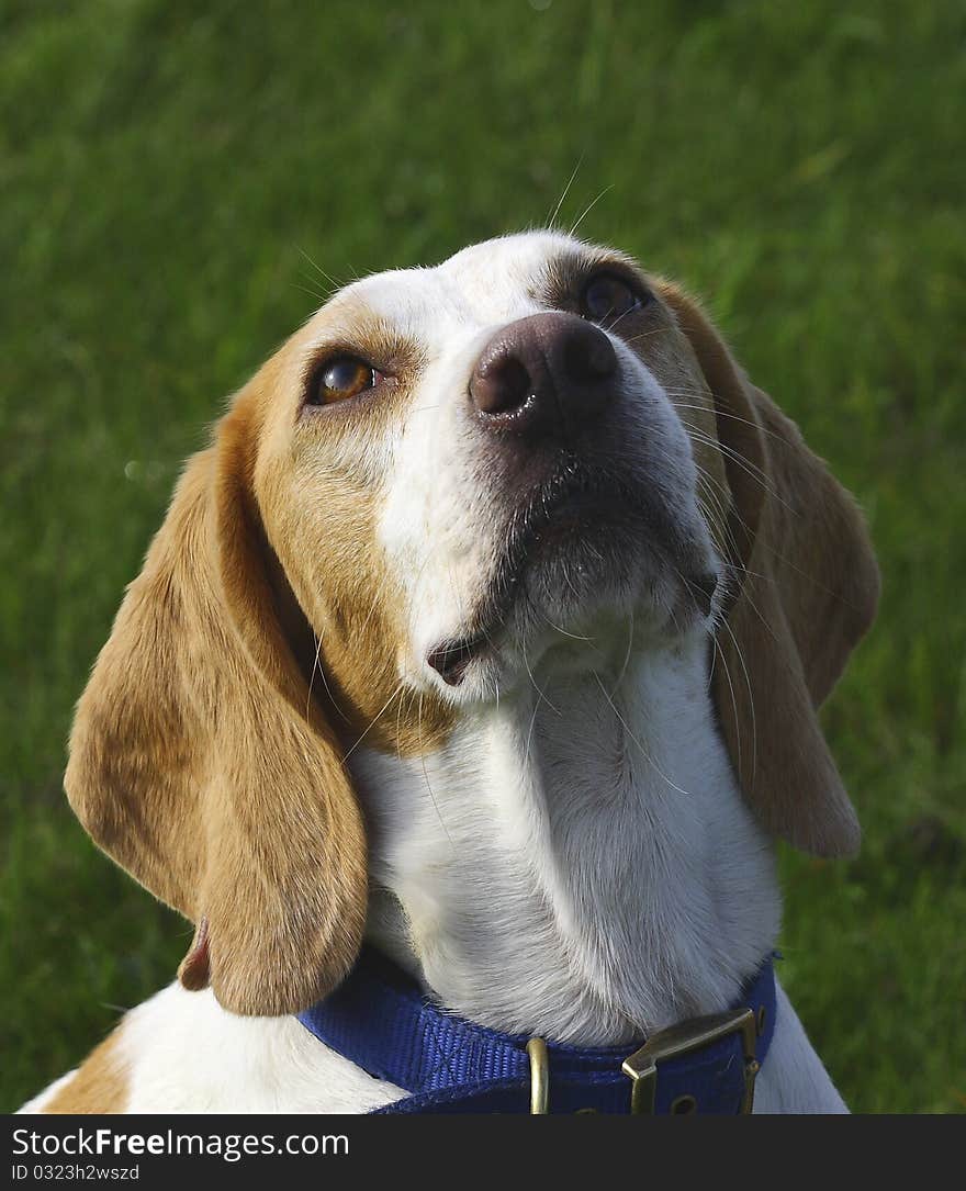 Beagle dog portrait