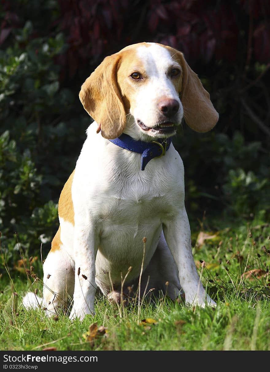 Rescue beagle sitting in field