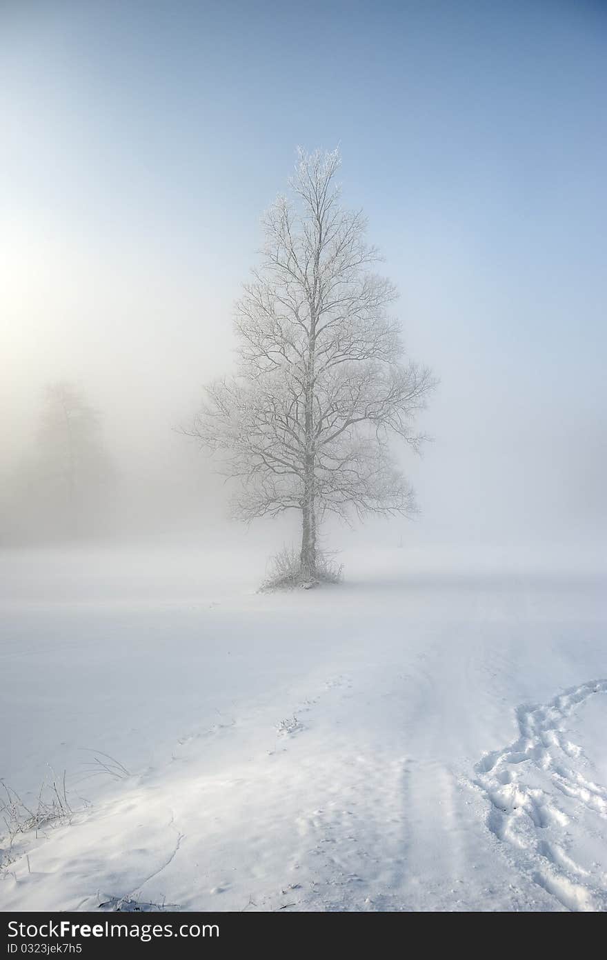 Planina tree